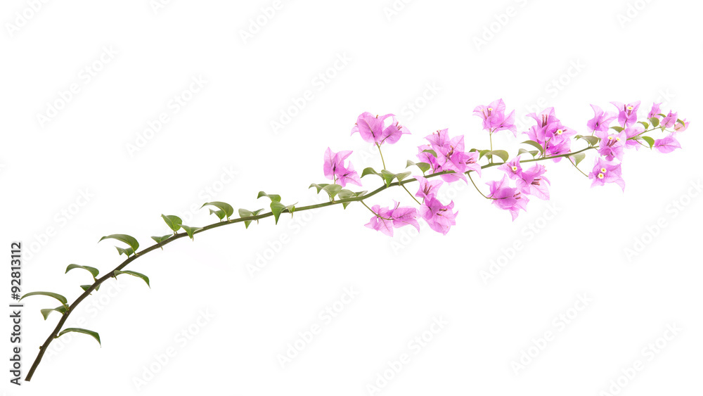 Pink blooming bougainvillea on white background