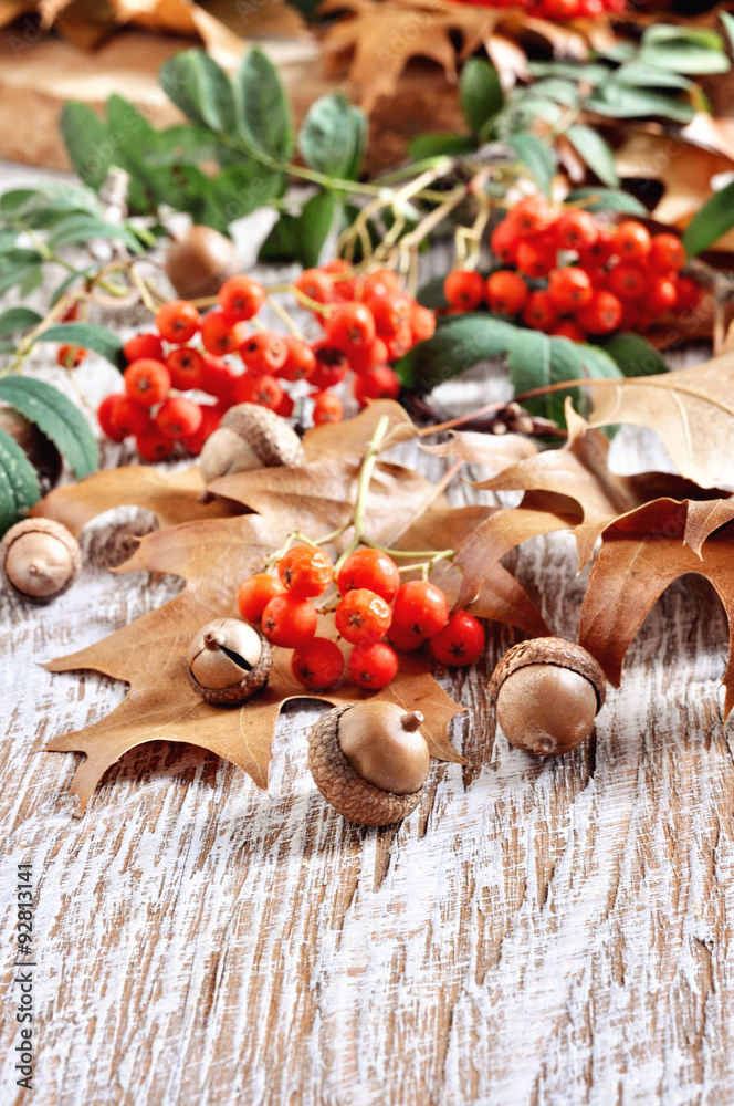 Autumn falling leaves, acorns, and rowan berries background, copy space