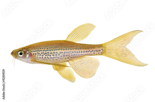 Longfin Leopard Danio Rerio Barb freshwater aquarium fish photo