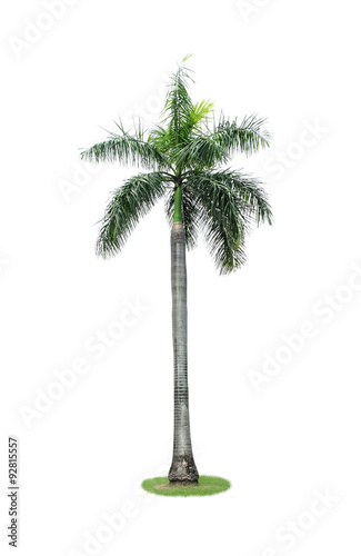 Palm tree isolate on white