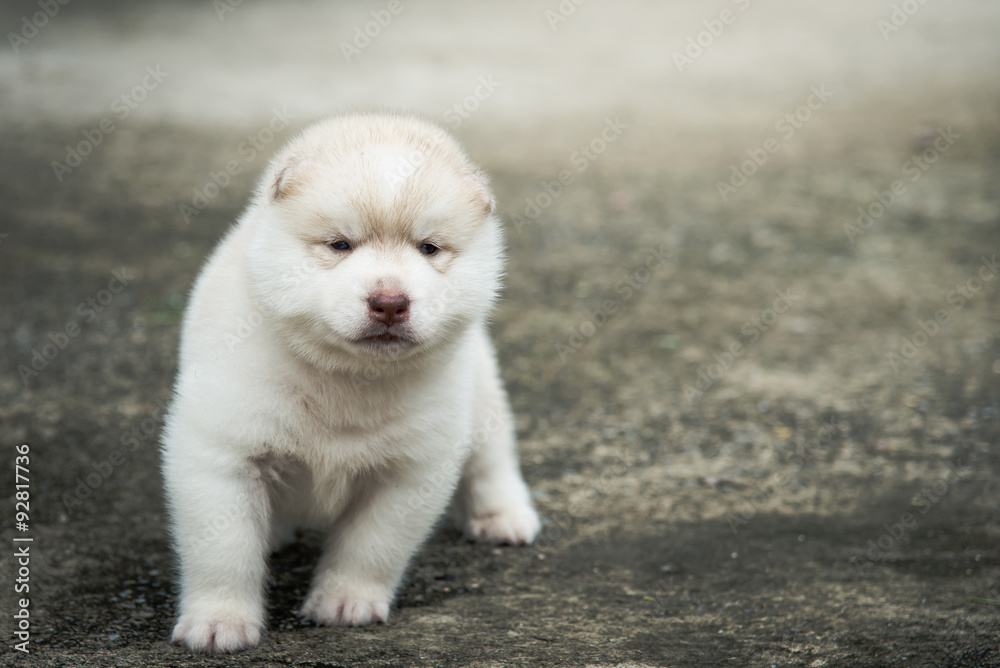 Cute siberian husky puppy sitting on concrete floor