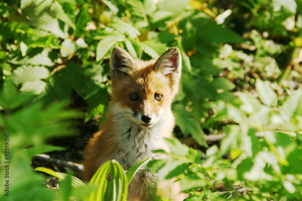 FOX(Vulpes vulpes schrencki ) FOX(Vulpes vulpes schrencki )