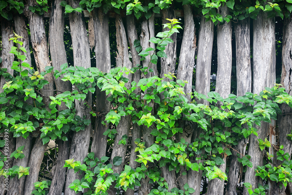 Natural green leaf frame on wooden fence