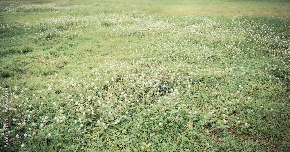 image of Grass field and the globe amaranth flower image of Grass field and the globe amaranth flower