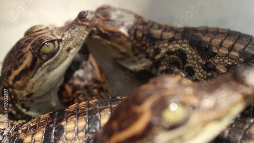 Shot of baby crocodiles focussing on the heads of two baby crocs in profile; crocodiles seen here after they are newly hatched, but already capable of hunting and calling for their mother.