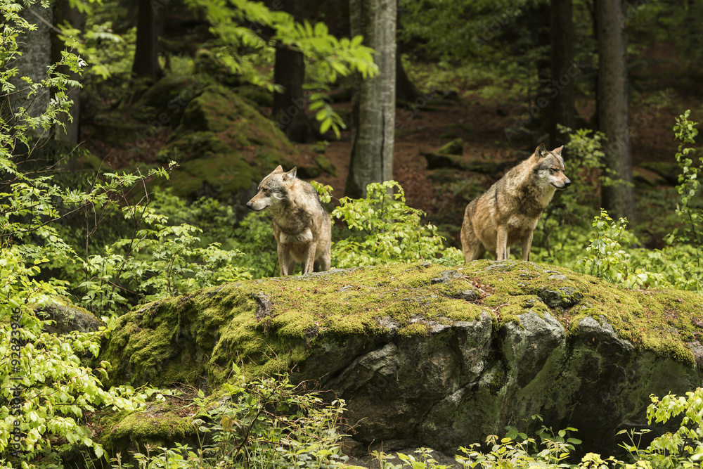 European wolf, Europaeischer Wolf, Canis lupus, wolf, CZECH REPUBLIC European wolf, Europaeischer Wolf, Canis lupus, wolf, CZECH REPUBLIC