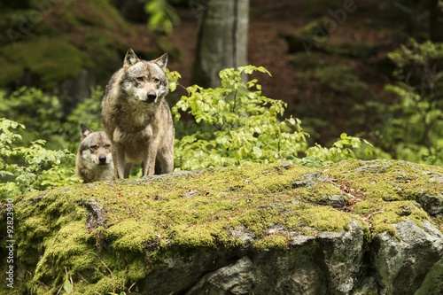 European wolf, Europaeischer Wolf, Canis lupus, wolf, CZECH REPUBLIC photo