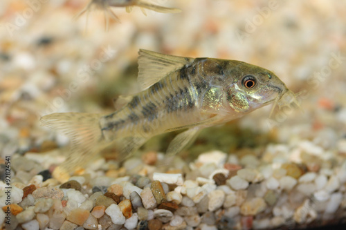 Marbled catfish (Corydoras paleatus)