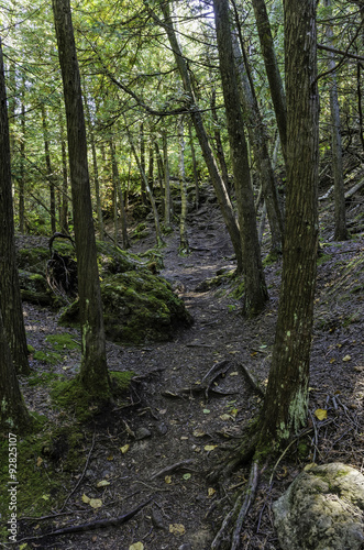 Forest trail on Bruce Peninsula in Ontario