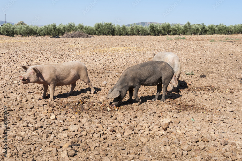 Three pigs, two females and an uncastrated male, feeding in a fallow field