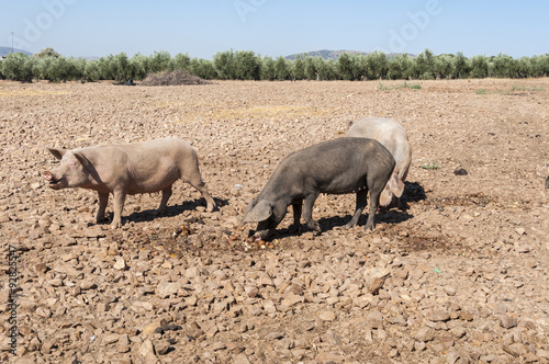 Obraz na płótnie Three pigs, two females and an uncastrated male, feeding in a fallow field w salonie