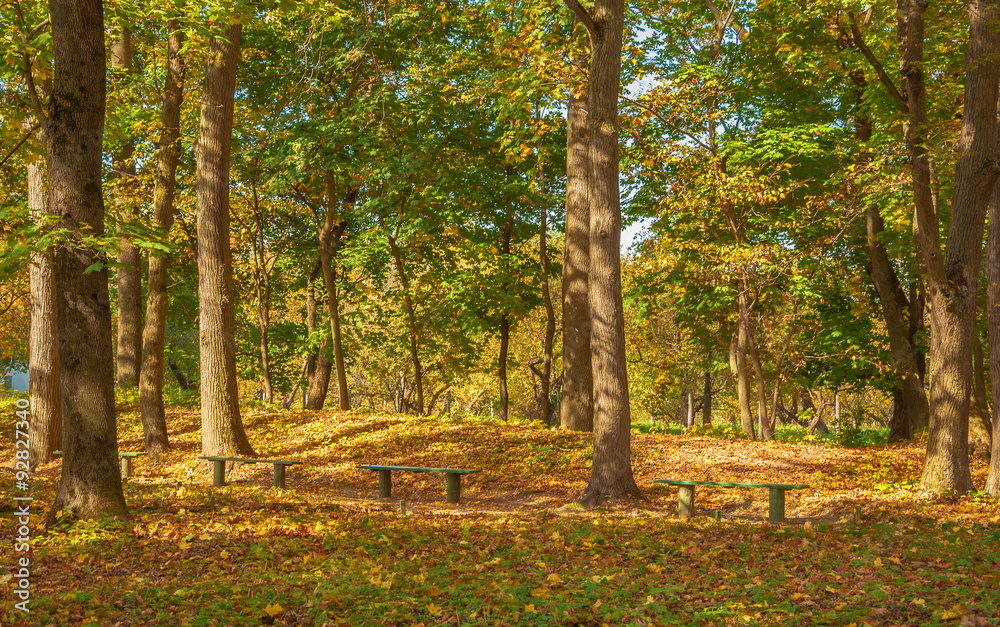 Fototapeta premium Autumn park with benches filled with yellow leaves