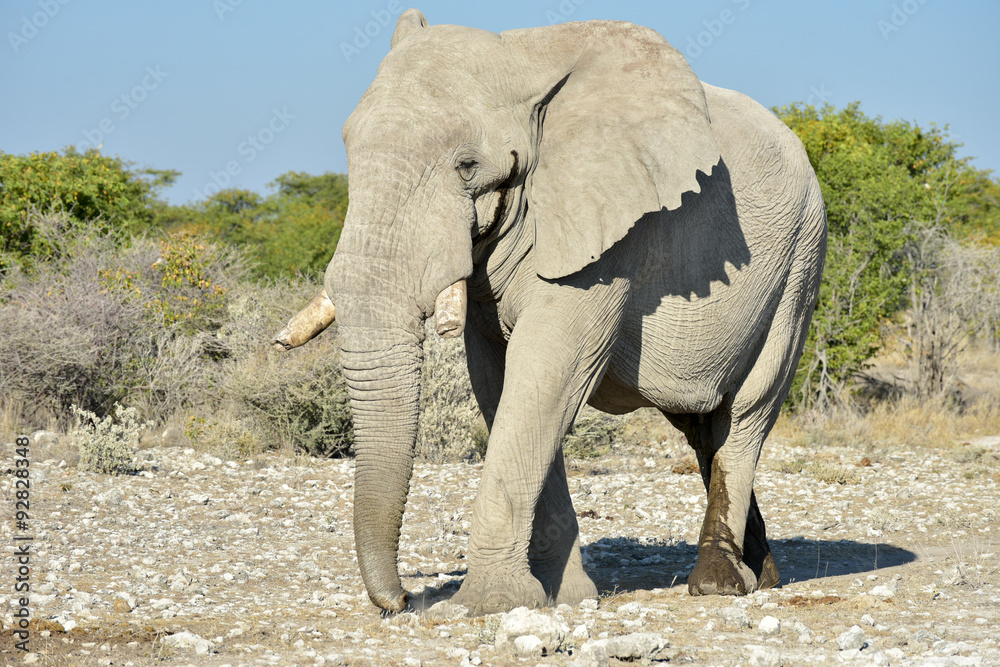 Elephant - Etosha, Namibia