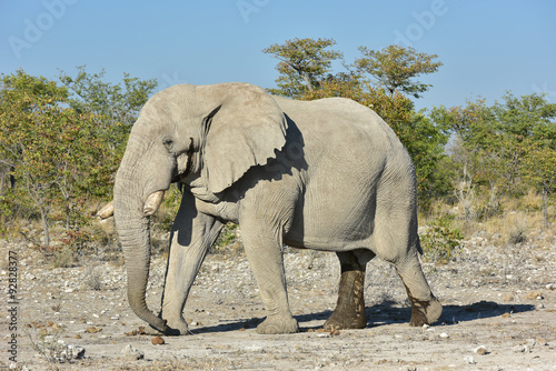 Elephant - Etosha  Namibia