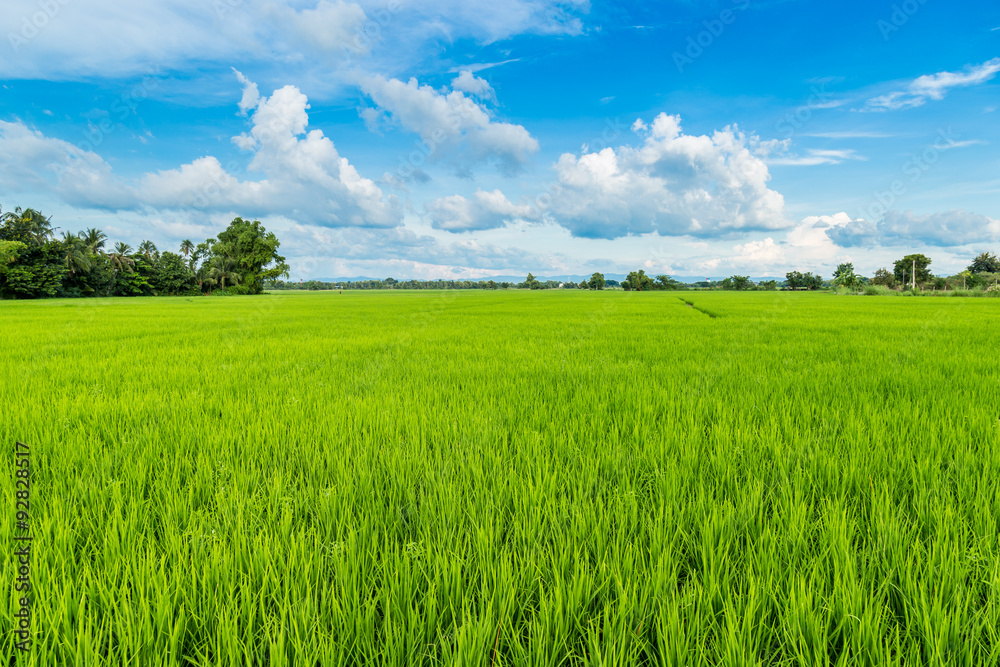 paddy rice and rice field with blue sky