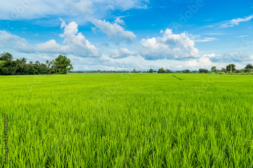 paddy rice and rice field with blue sky