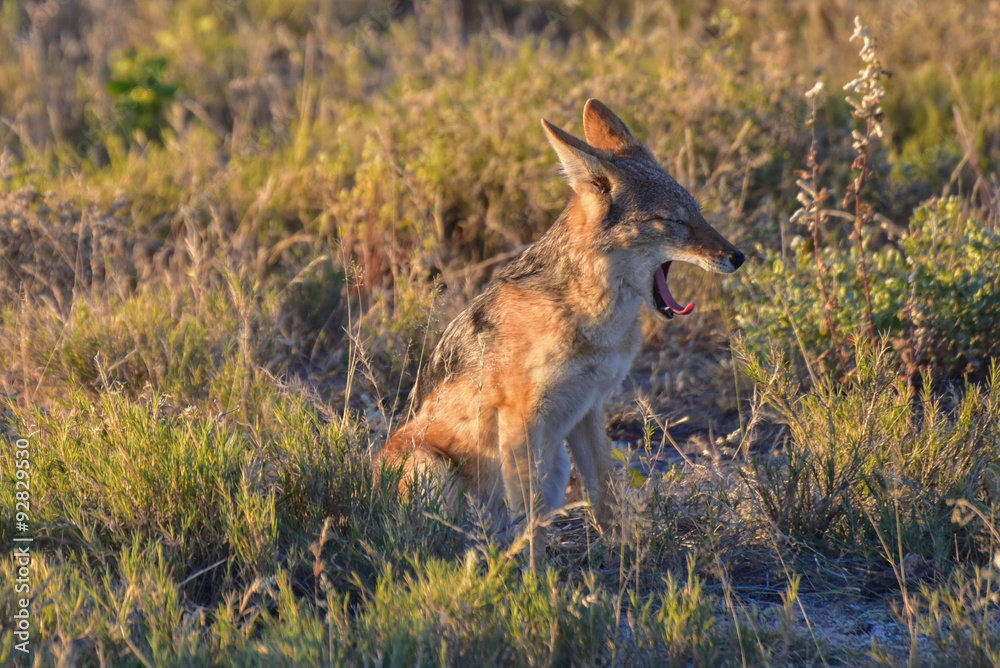 Naklejka premium Jackal - Etosha, Namibia