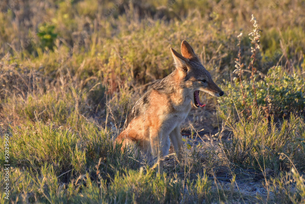Obraz premium Jackal - Etosha, Namibia