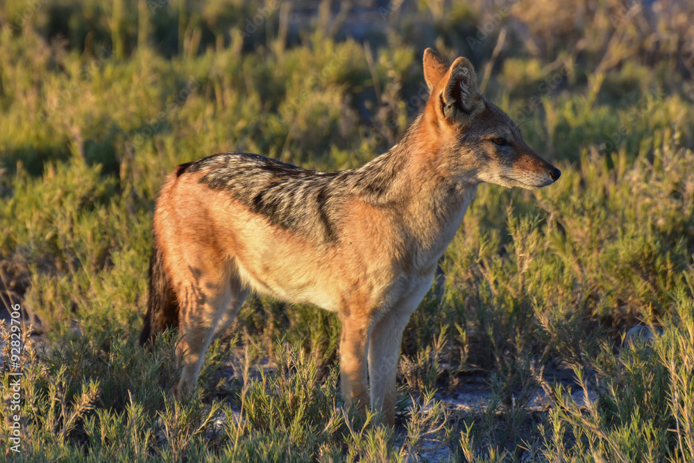 Fototapeta premium Jackal - Etosha, Namibia