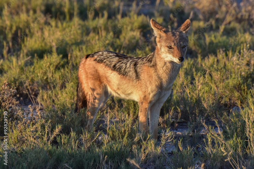 Jackal - Etosha, Namibia Jackal - Etosha, Namibia