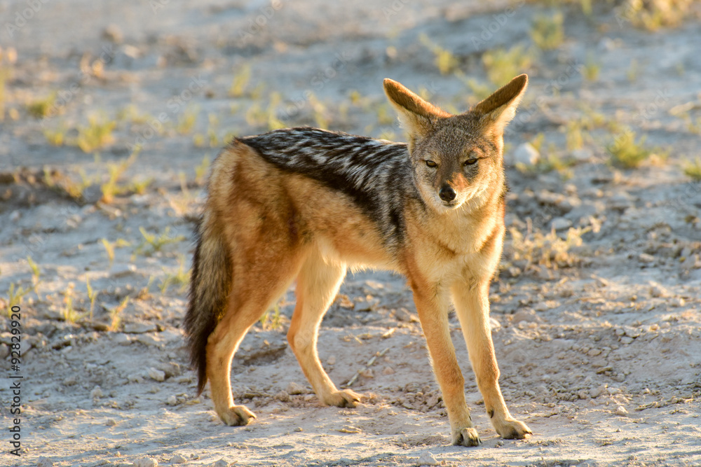 Fototapeta premium Jackal - Etosha, Namibia
