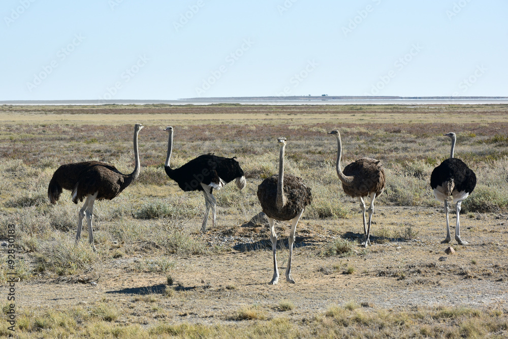 Naklejka premium Ostrich - Etosha, Namibia