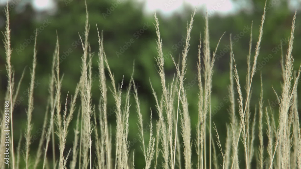 grass waving in the wind grass waving in the wind