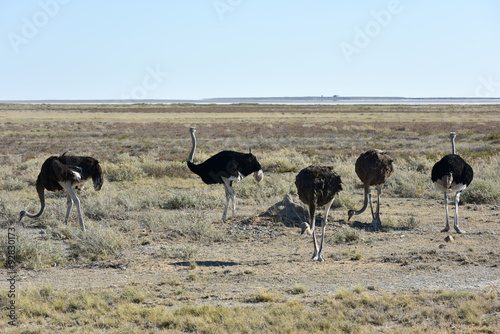 Ostrich - Etosha, Namibia