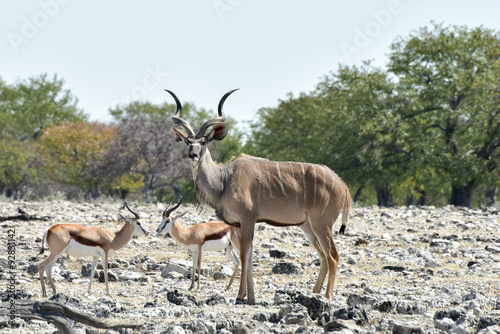 Kudu in Etosha National Park