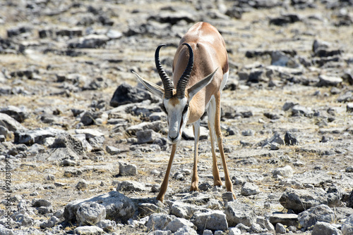 Springbok in Etosha National Park