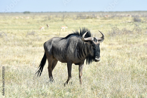 Wildebeest in Etosha National Park