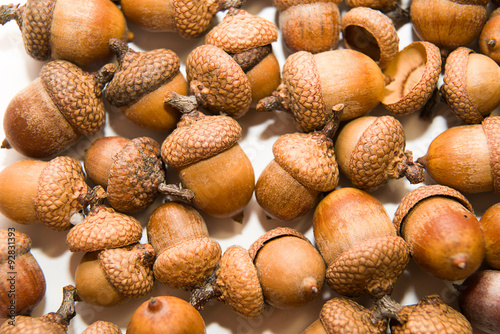 Many acorns with hats on over white