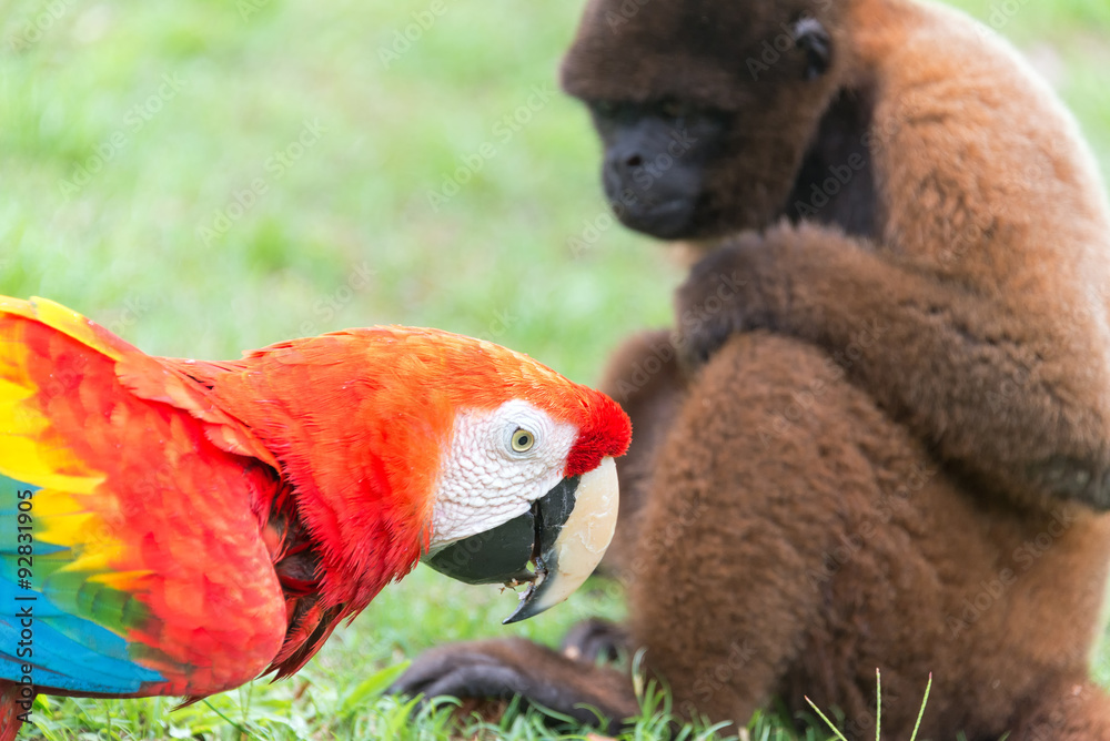 Obraz premium Macaw and Monkey
