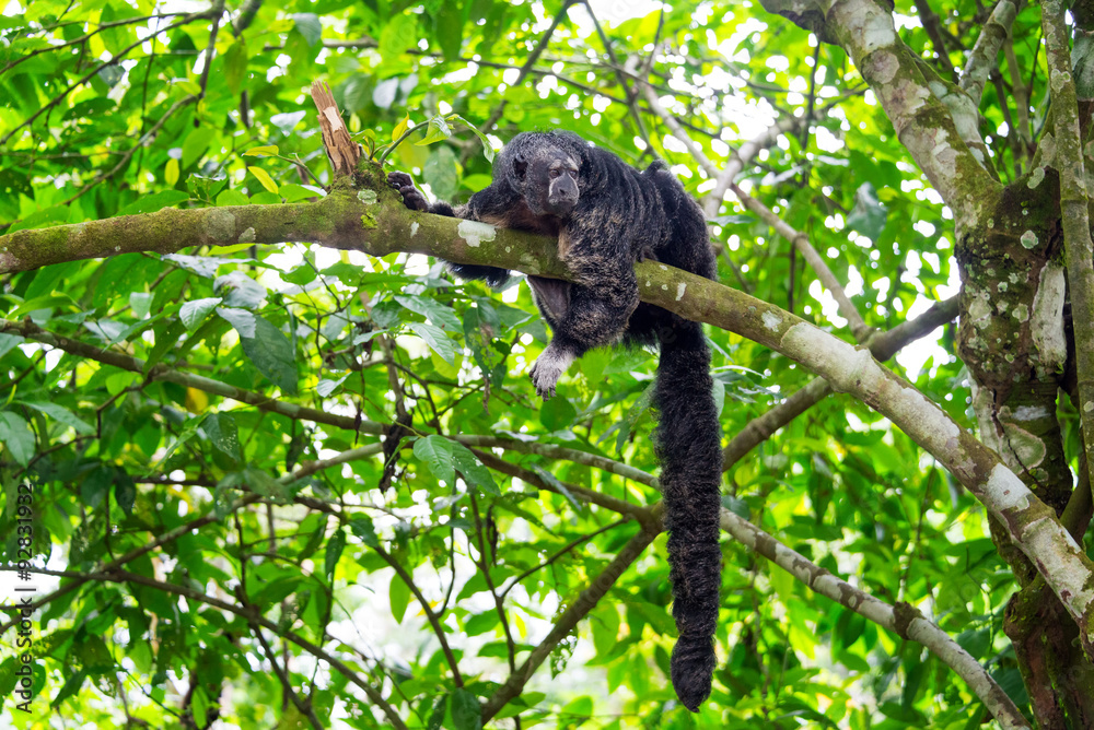 Monk Saki Monkey and Tail Monk Saki Monkey and Tail