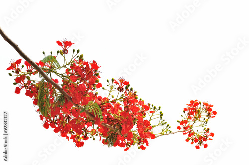 Canvas-taulu flame tree or peacock  flower on white background