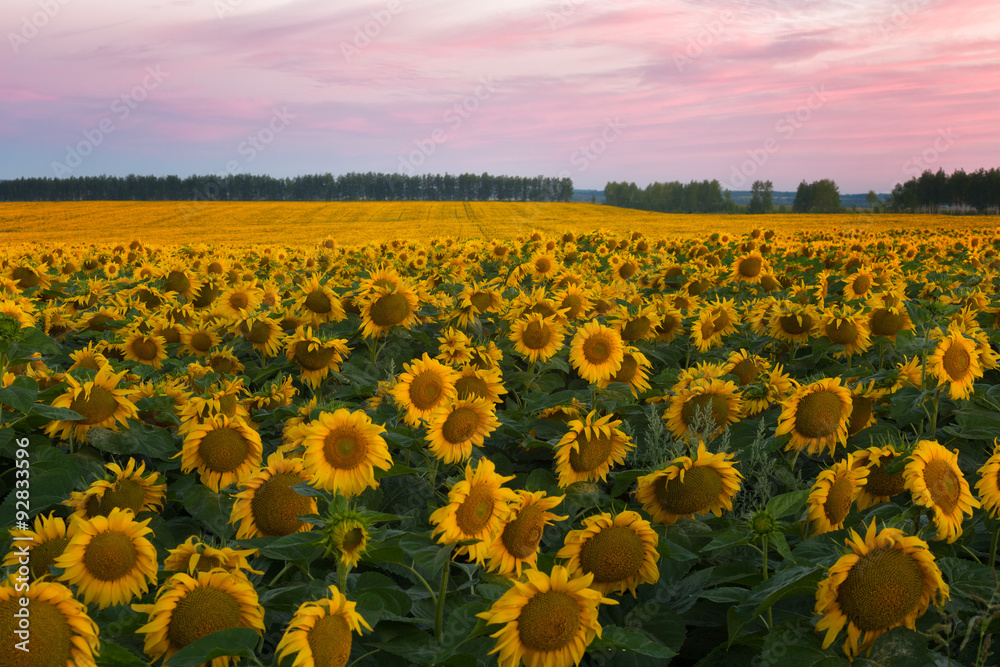 Fototapeta premium Big field with sunflowers against a bright sunrise