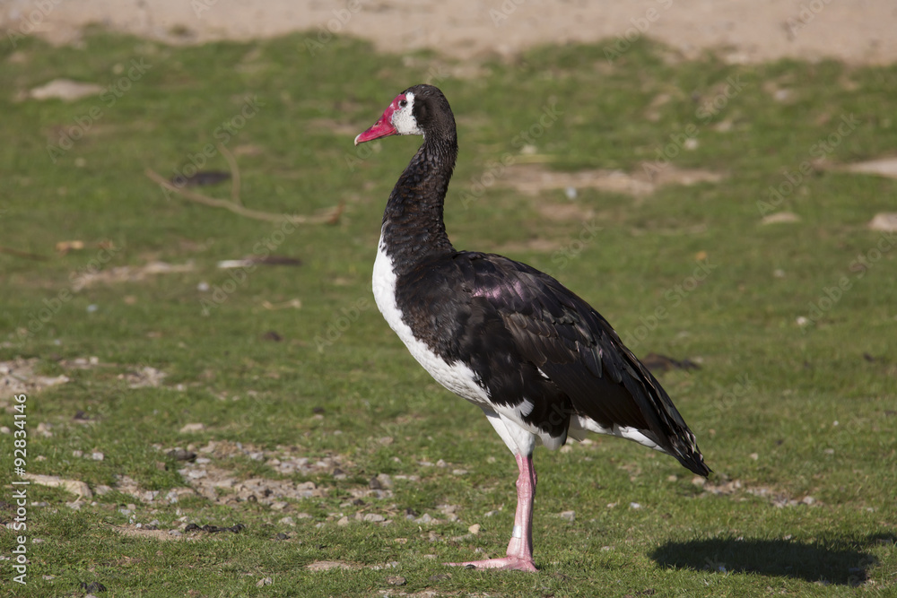 Obraz premium Portrait of a Spur-winged Goose, Plectropterus gambensis