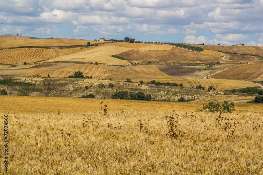 Fototapeta premium campagna dorata in Basilicata