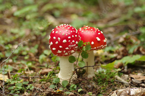 Bright mushroom in the woods of autumn
