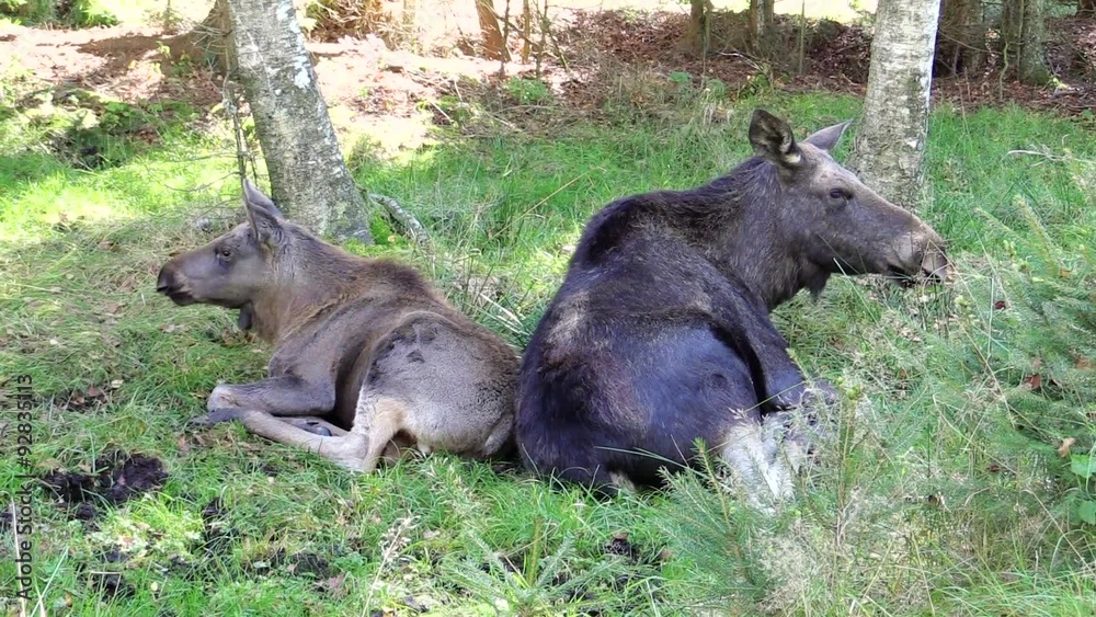 4 month old moose calf (Alces alces) resting on the forest floor with its mother. They lie back to back which gives them full view over the surrounding for safety. 4 month old moose calf (Alces alces) resting on the forest floor with its mother. They lie back to back which gives them full view over the surrounding for safety.