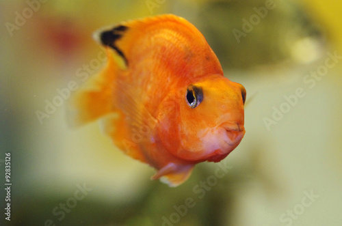 Blood Red Parrot Cichlid