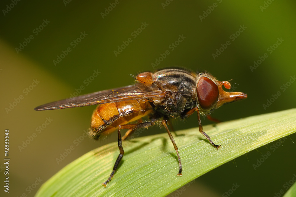 fruit fly on a blade of grass macro fruit fly on a blade of grass macro