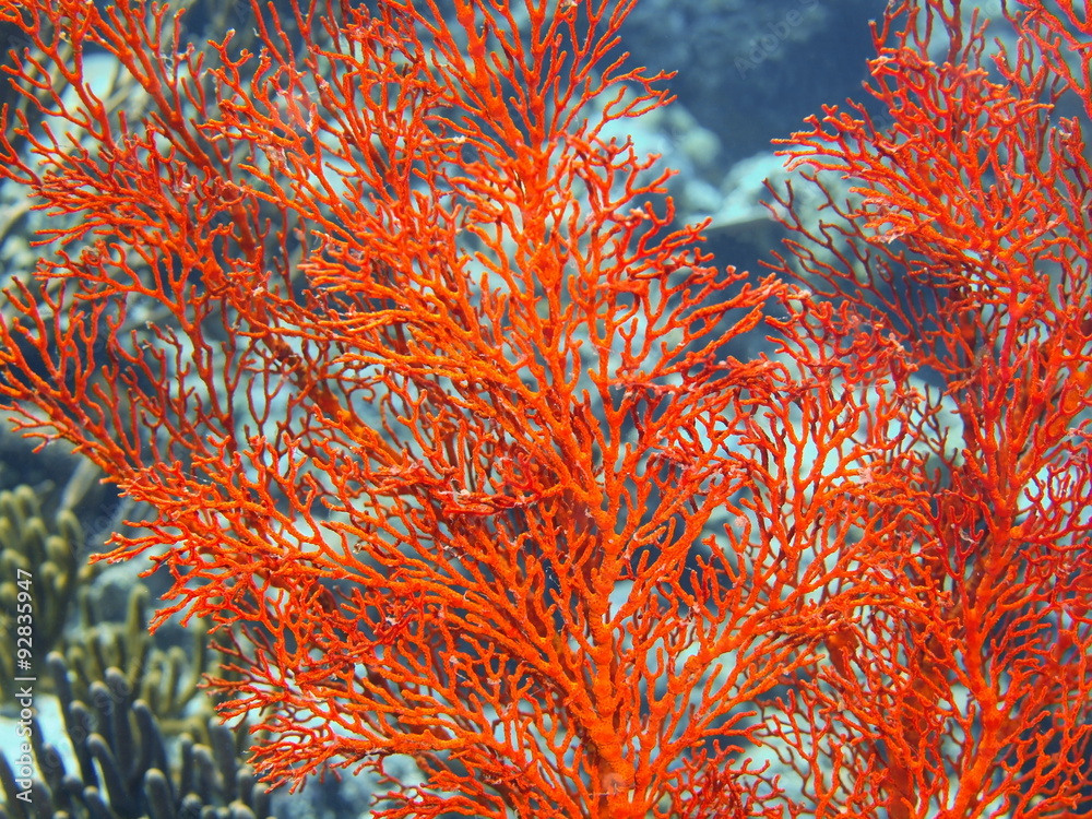 Fototapeta premium Gorgonian coral, Island Bali, Pemuteran 