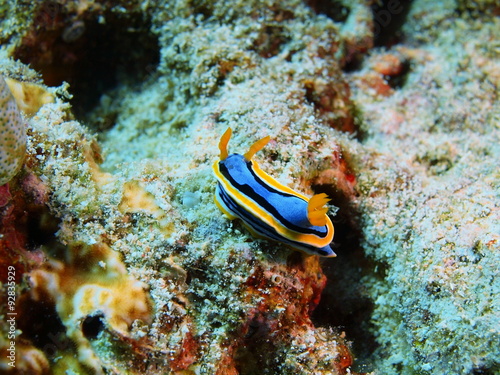 True sea slug  Island Bali  Pemuteran  
