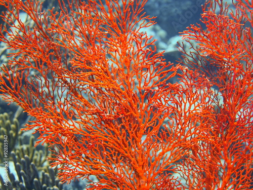 Gorgonian coral, Island Bali, Pemuteran
