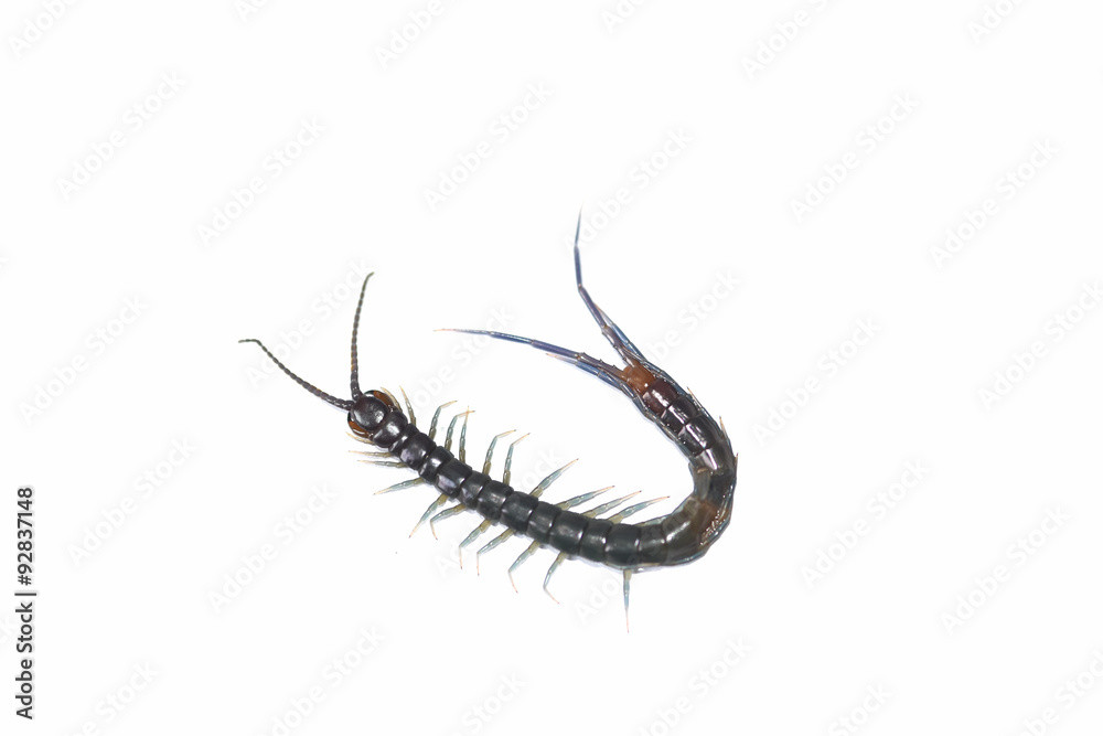 centipede is ulcerated at dead on white background centipede is ulcerated at dead on white background
