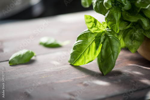 Fresh organic basil