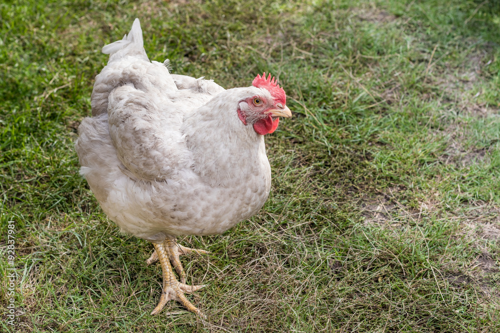 Broiler hen looking into the camera. Authentic farm series.