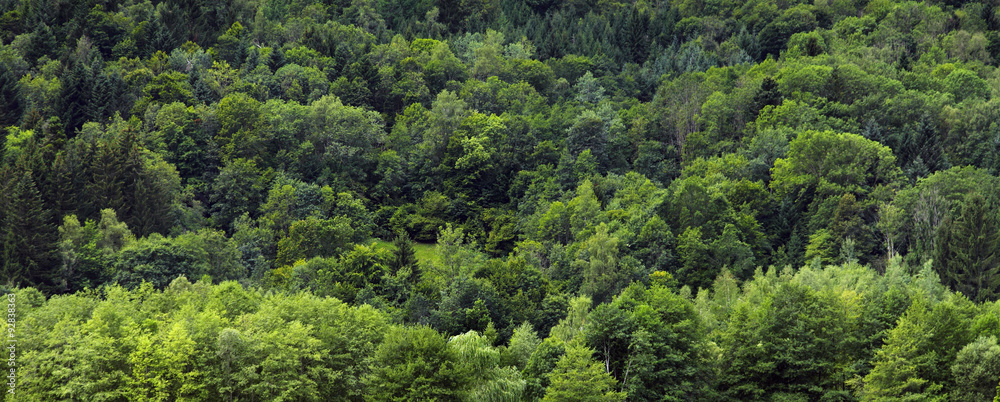 Wald Wald