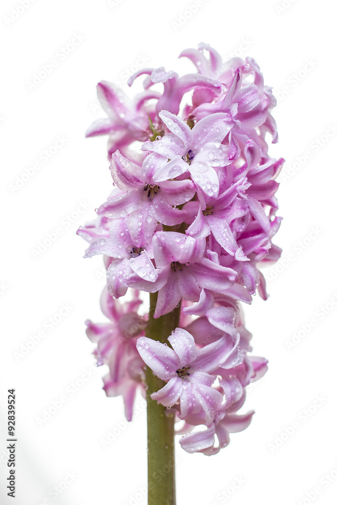 Purple hyacinth in voller blühte